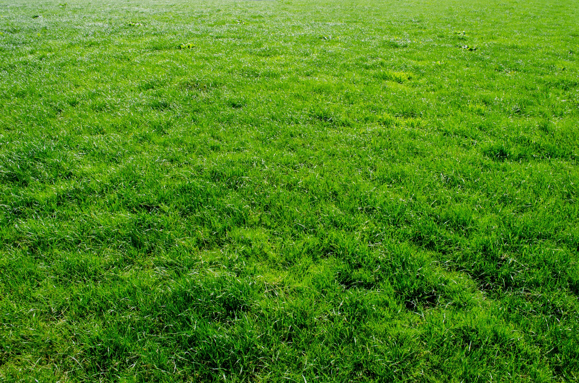 Green Grass Free Stock Photo Public Domain Pictures,Best Cheap Vodka Brands