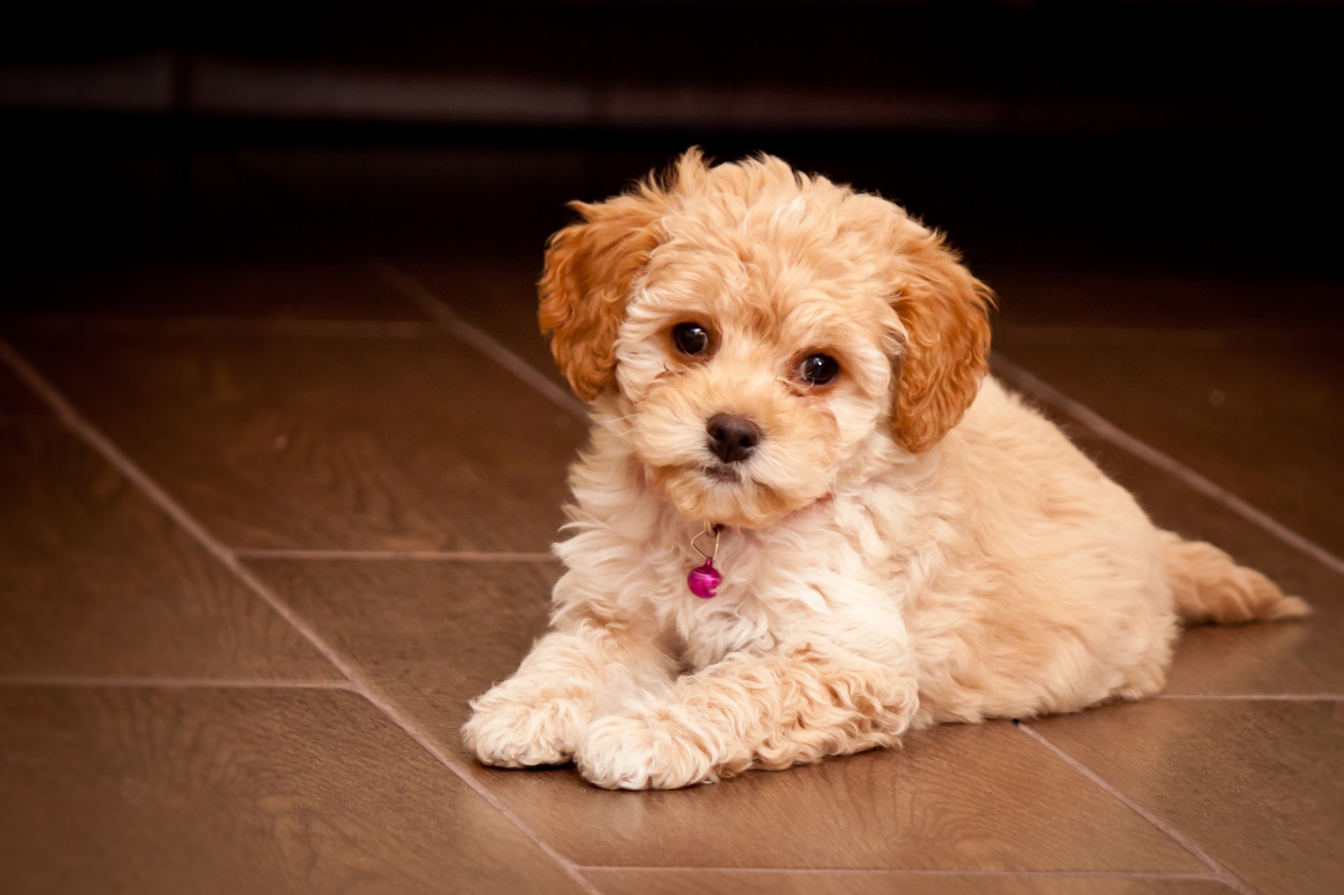 Maltipoo Puppy Free Stock Photo - Public Domain Pictures