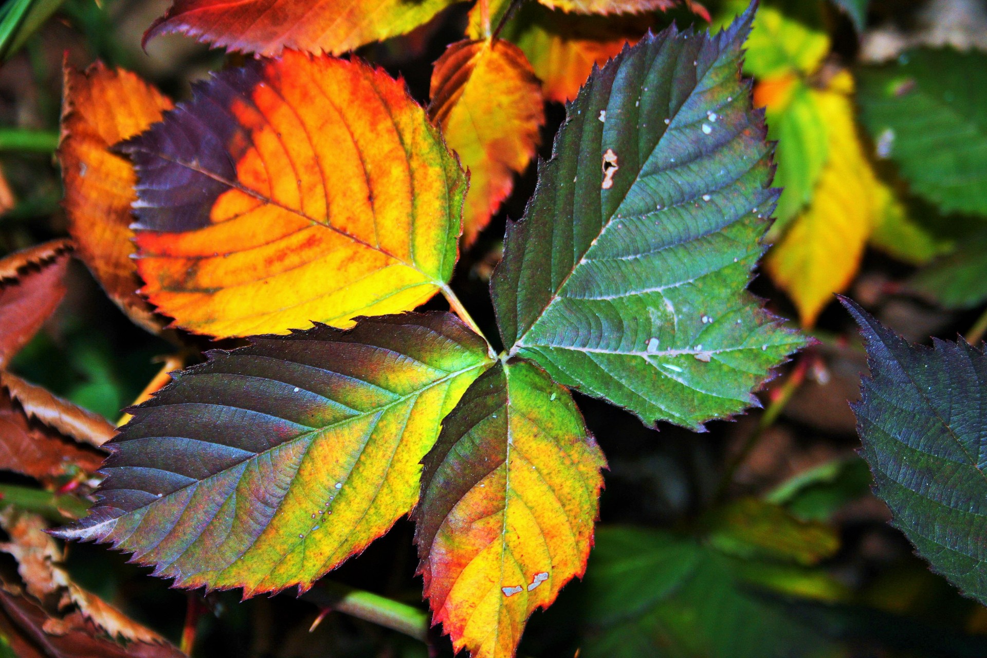 Mixed Autumn Bramble Leaves Free Stock Photo - Public Domain Pictures