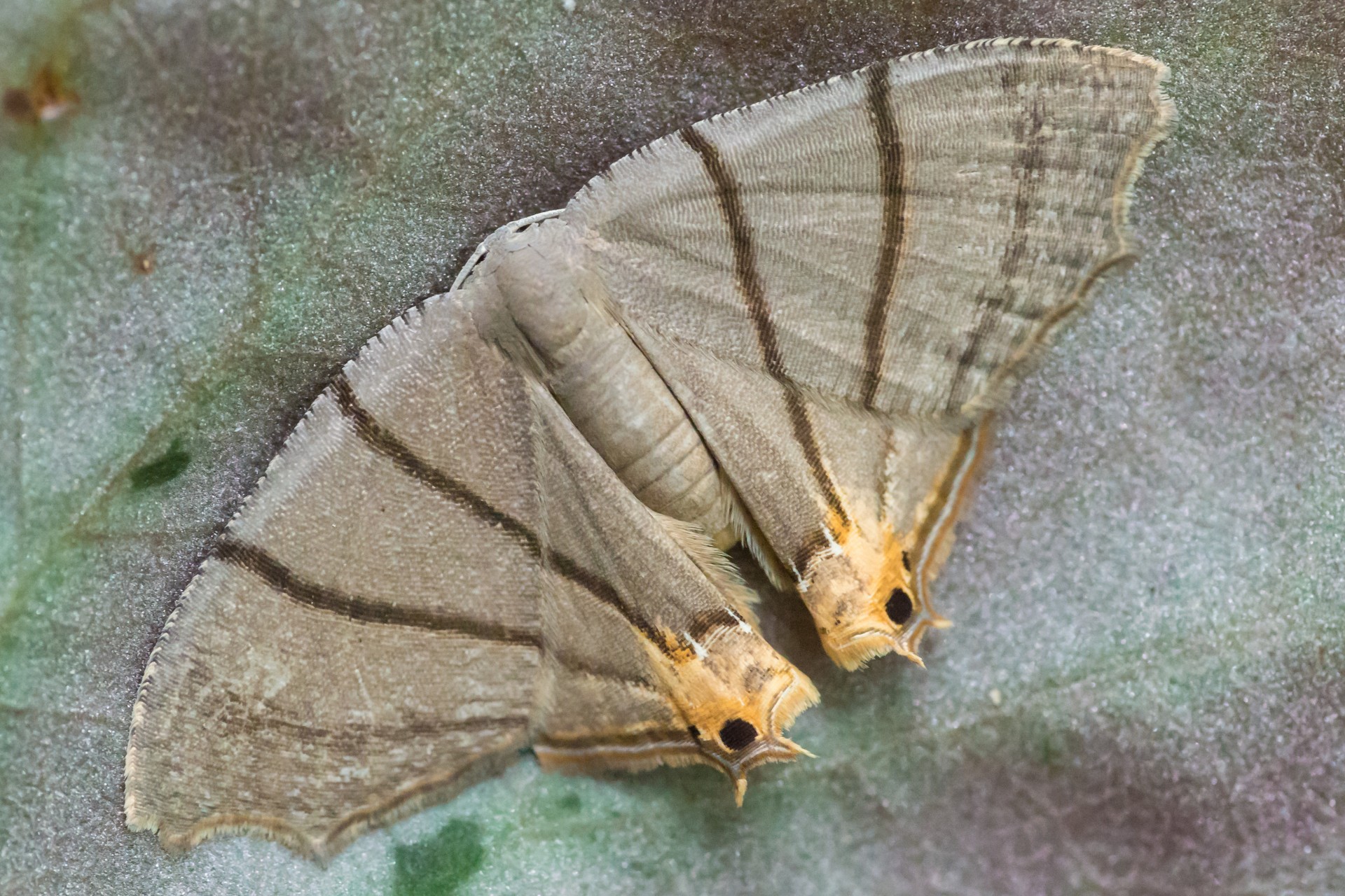 moth-free-stock-photo-public-domain-pictures