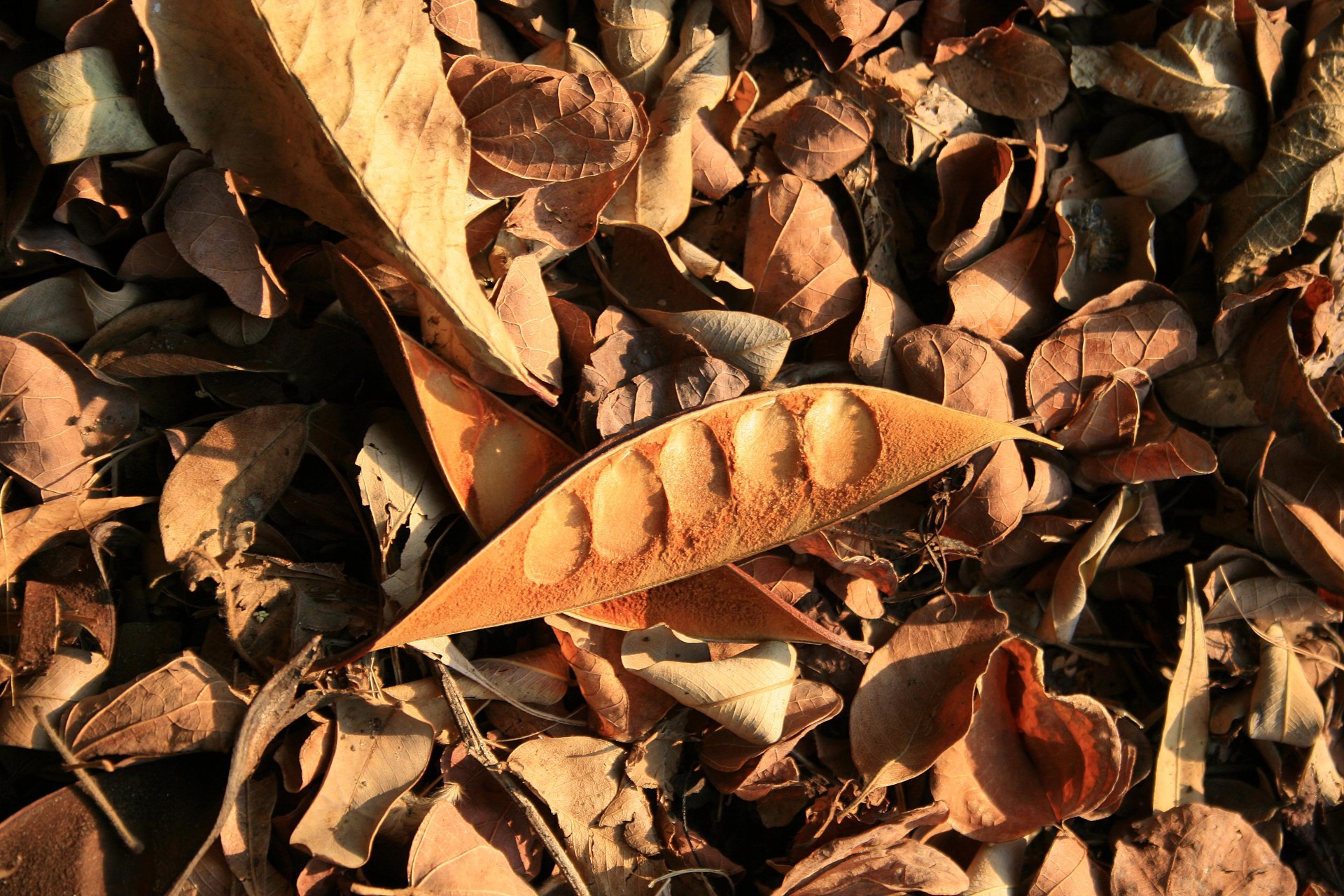 open-seed-pod-with-dry-leaves.jpg