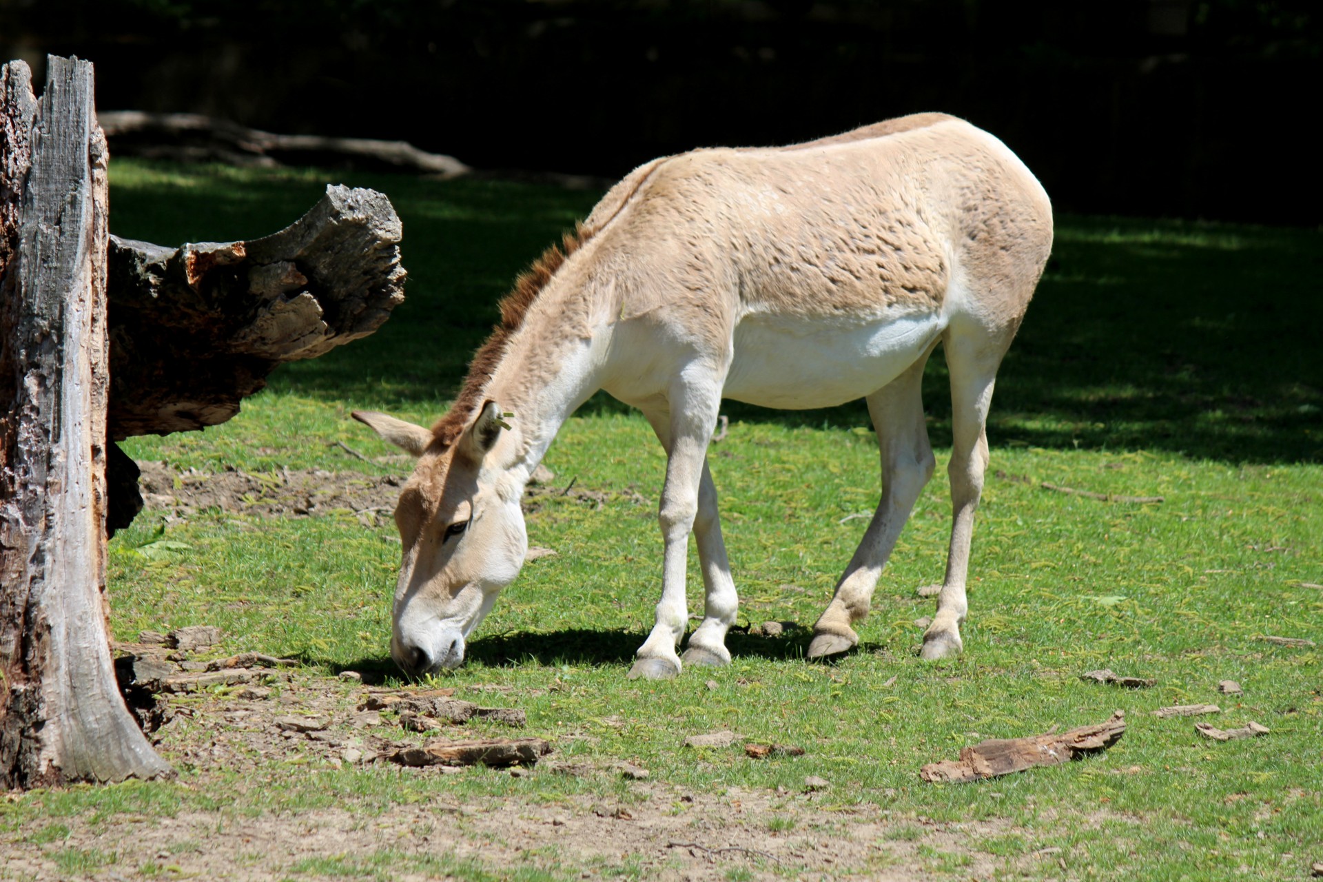 Persian Onager Free Stock Photo - Public Domain Pictures