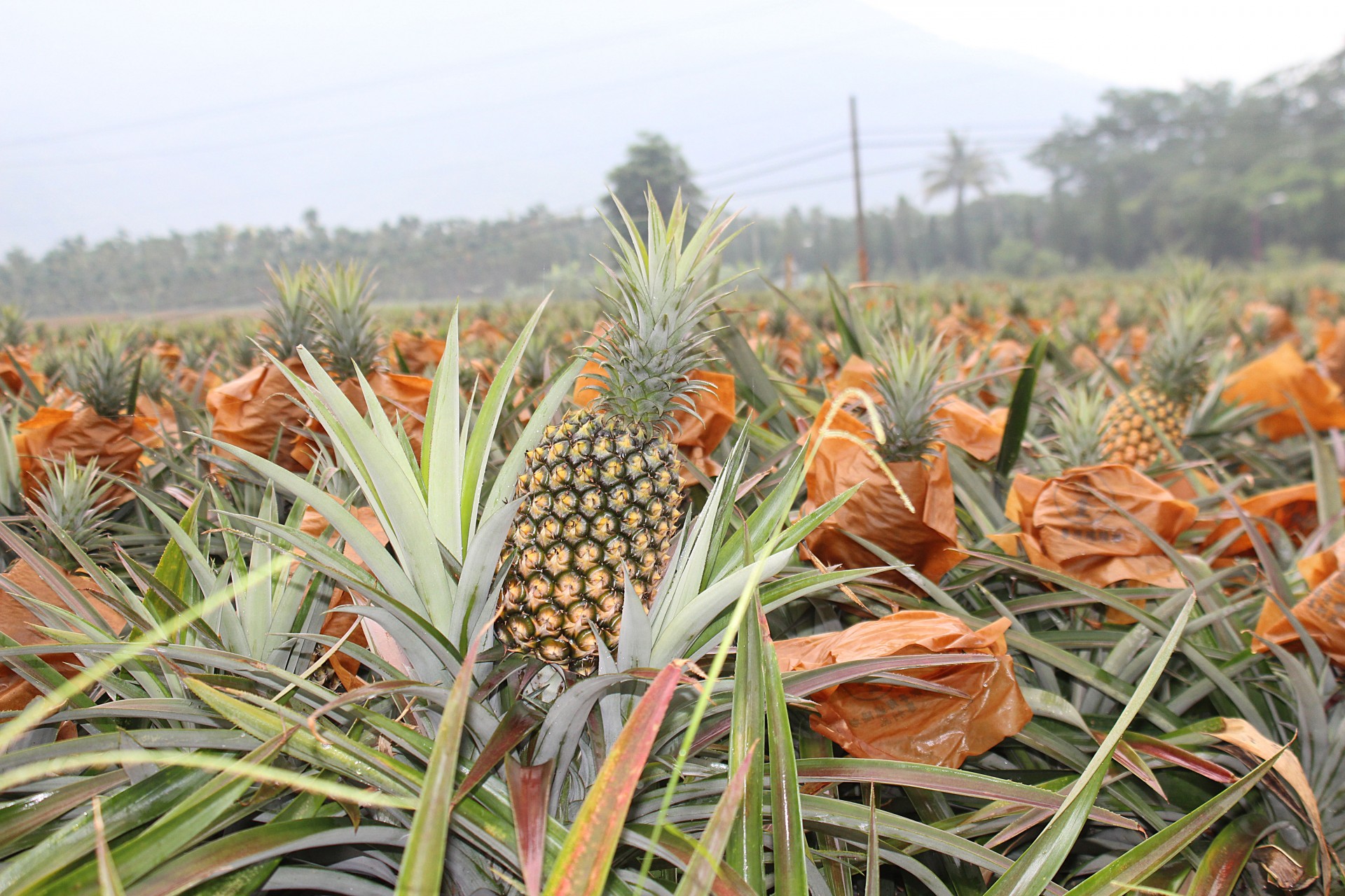 Pineapple Field 2 Free Stock Photo - Public Domain Pictures