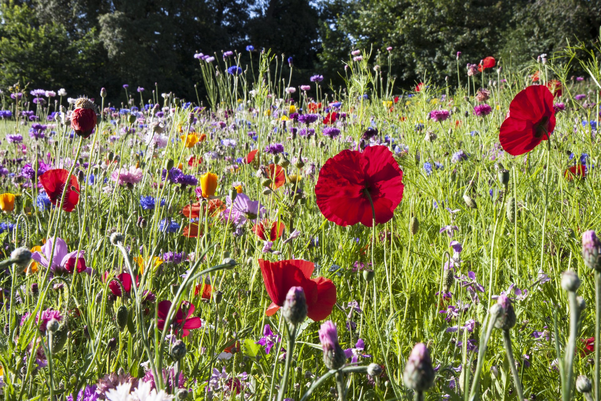 Poppy Flowers In Meadow Free Stock Photo - Public Domain Pictures