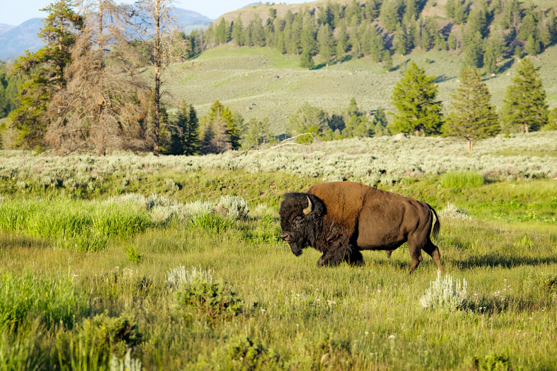 200+张最精彩的“Buffalo”图片 · 100%免费下载 · Pexels素材图片