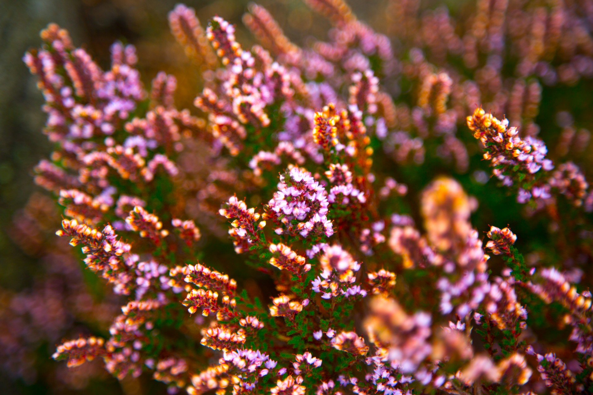 Common heather - tips to care for Calluna vulgaris in the best possible way