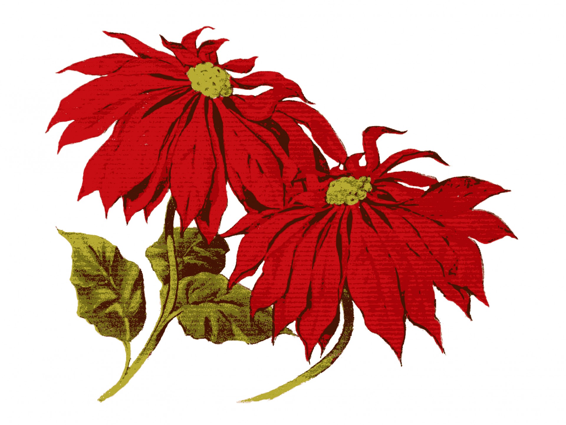 赤いポインセチアの花のイラスト 無料画像 Public Domain Pictures
