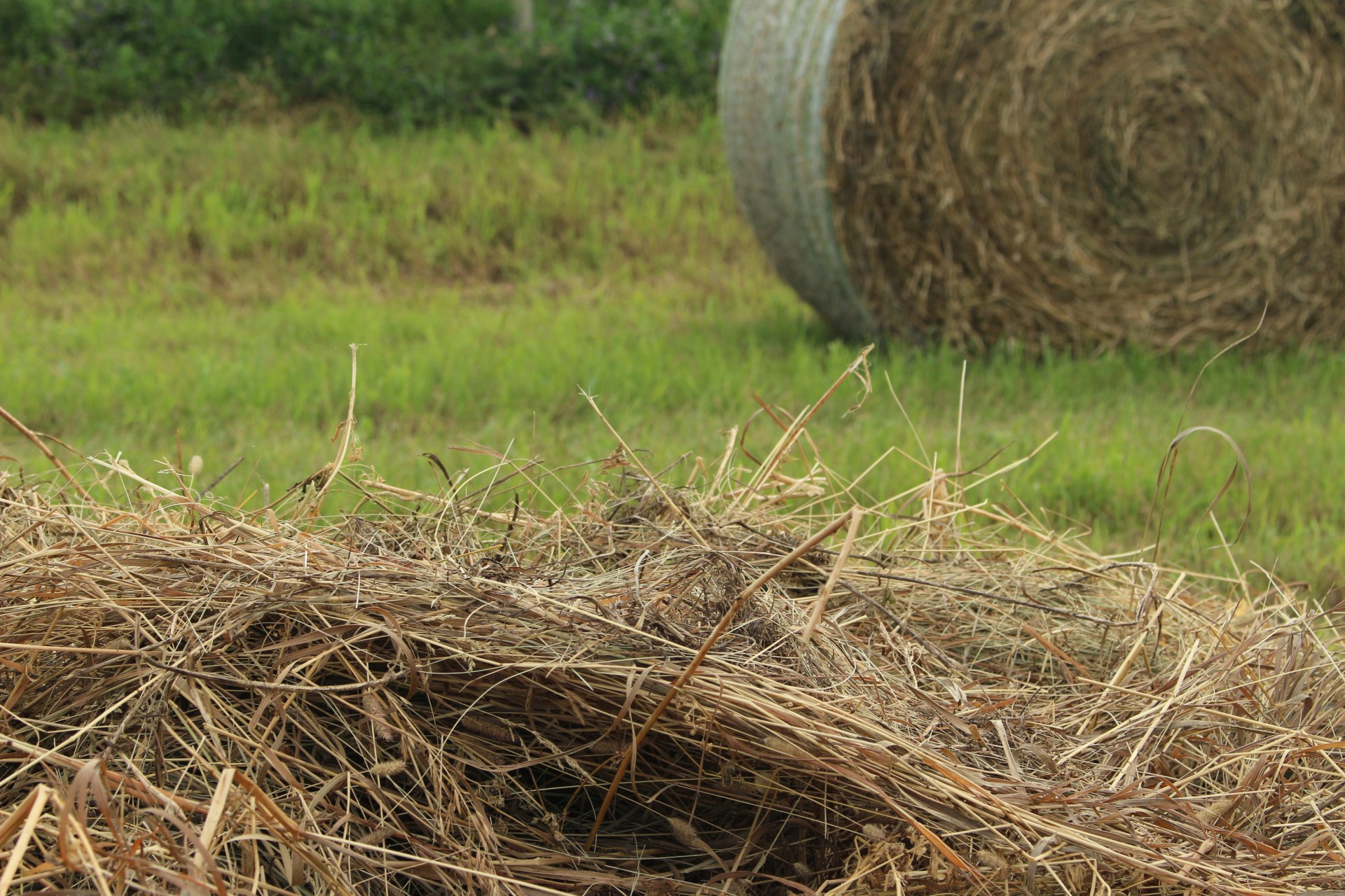 Round Hay Bale Free Stock Photo - Public Domain Pictures