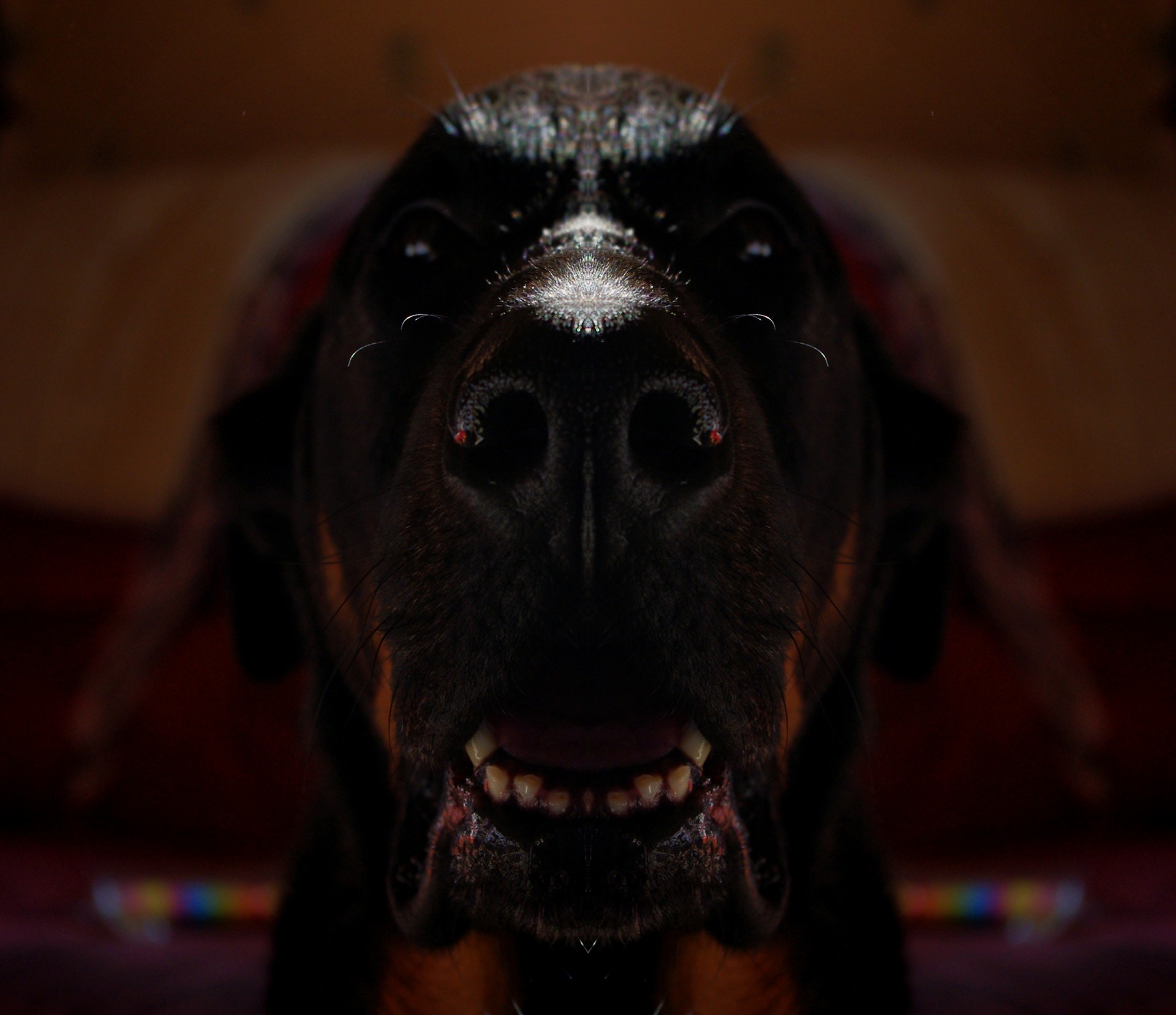 Scary Dog Face
