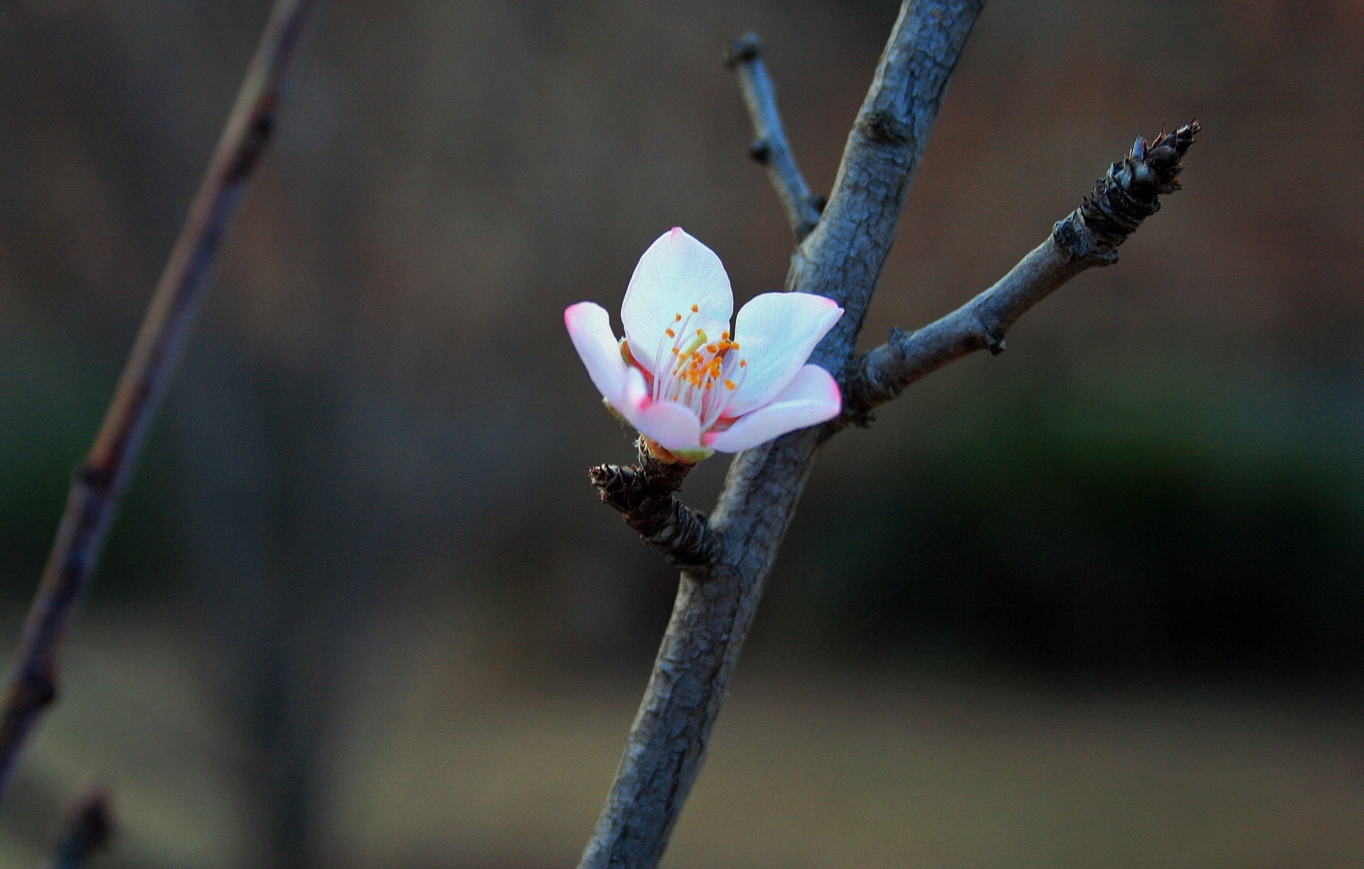 single-blossom-free-stock-photo-public-domain-pictures