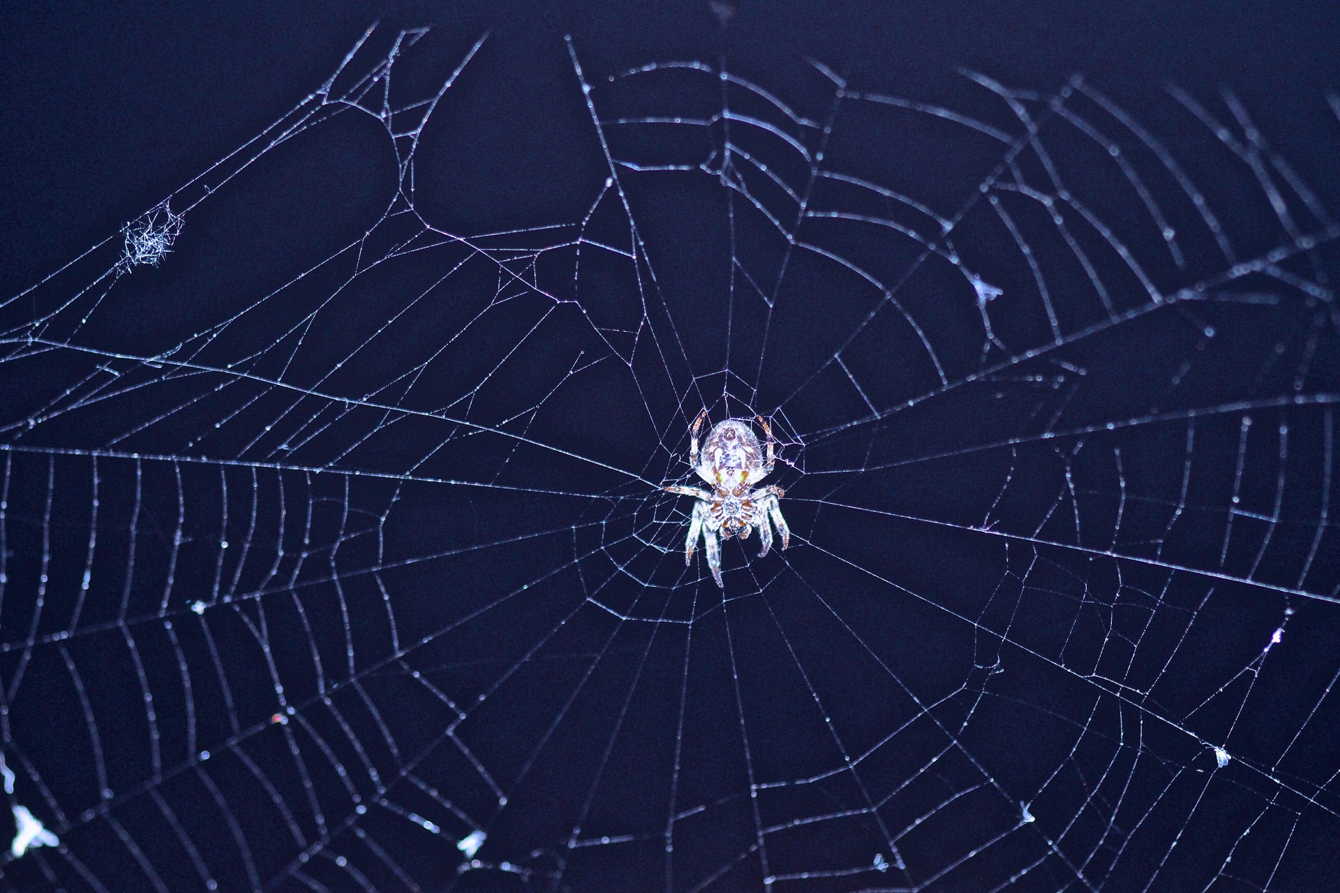 spider-and-spiderweb-free-stock-photo-public-domain-pictures