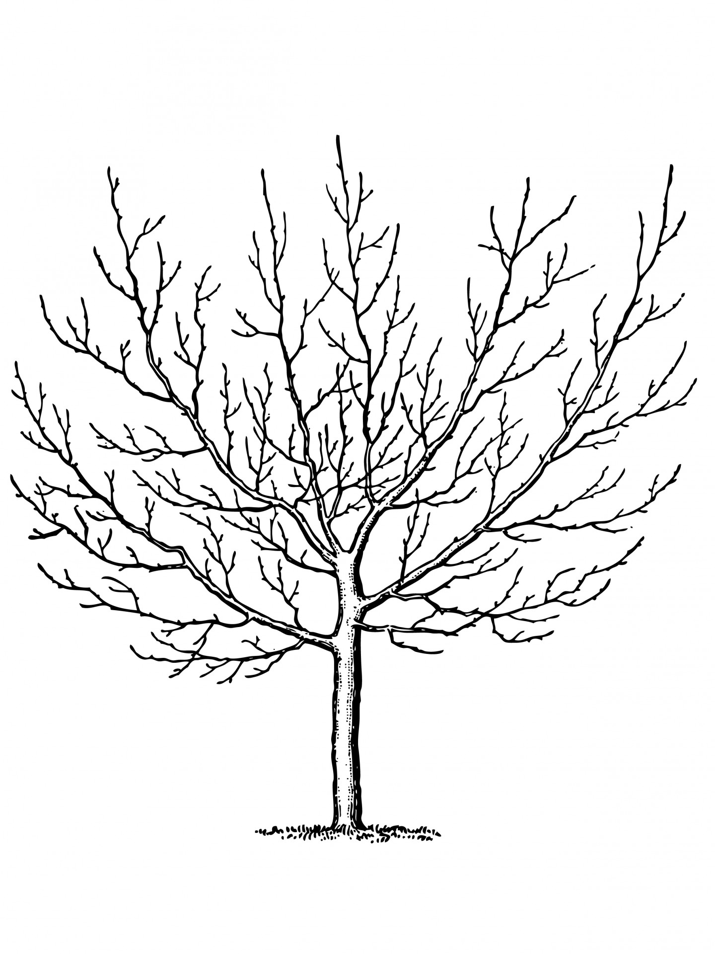 Winter Tree Template