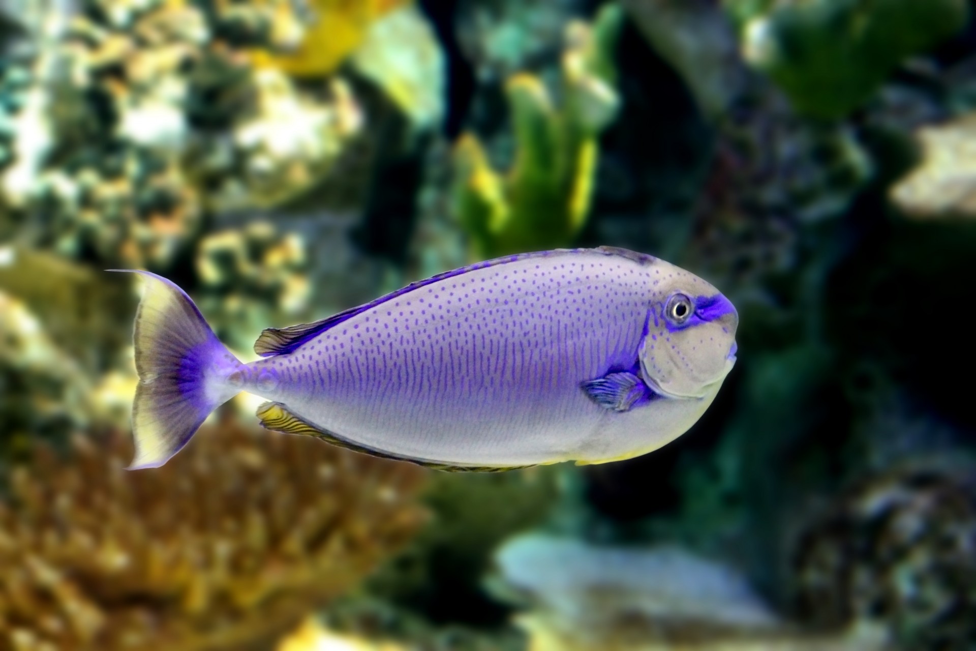 Tropical Fish Free Stock Photo - Public Domain Pictures