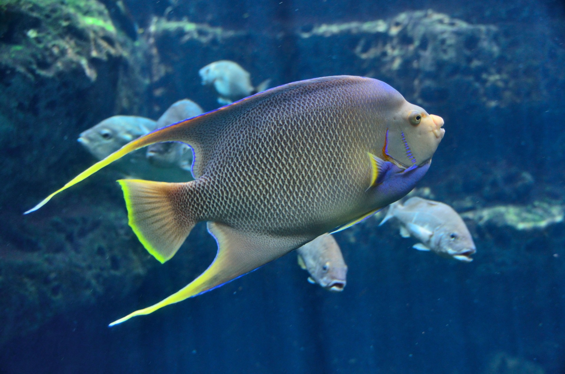 Tropical Saltwater Fish Free Stock Photo - Public Domain Pictures