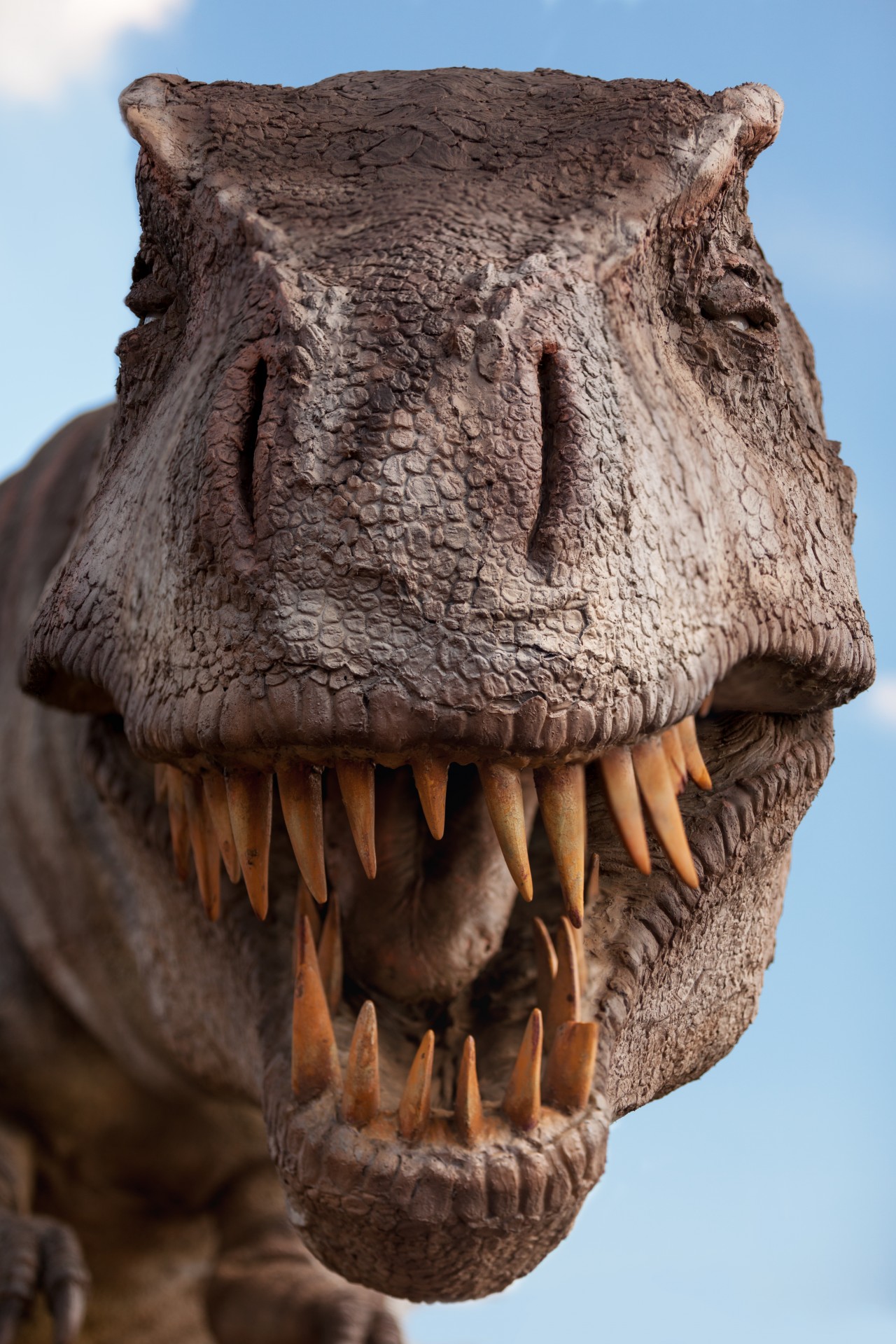 Tyrannosaurus Rex Free Stock Photo - Public Domain Pictures