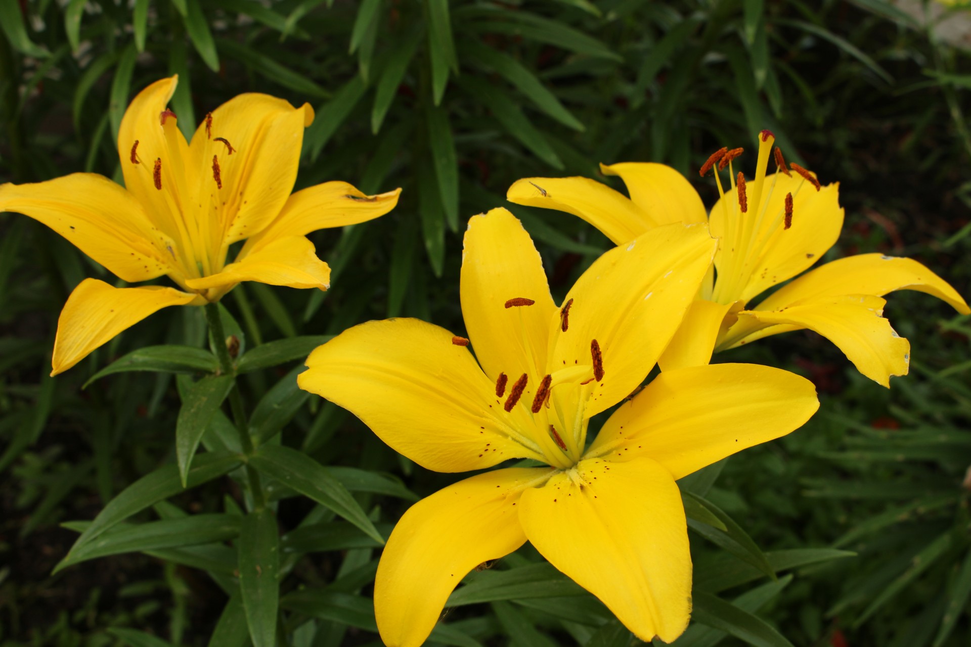 File:Lily.jpg - Wikimedia Commons