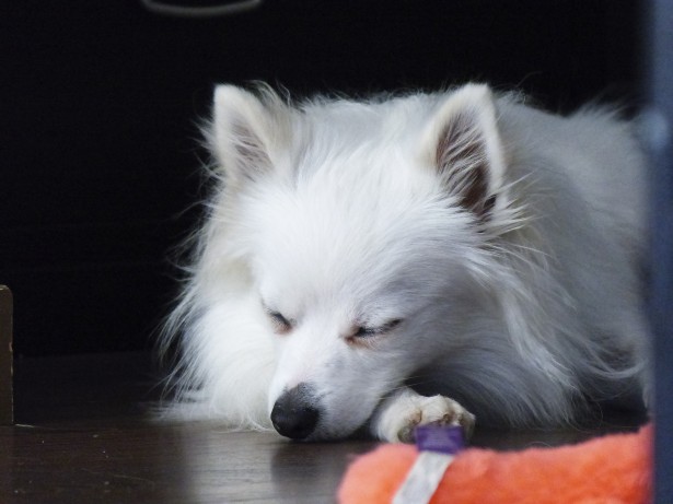 Sleeping White Pomeranian Free Stock Photo Public Domain Pictures