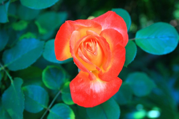 Two Tone Rose Free Stock Photo - Public Domain Pictures