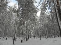 Téli erdő