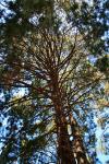 A pine tree