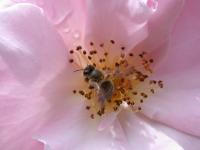 Пчела в розе