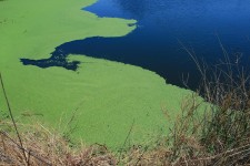 Algae On The Water