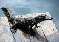 Alligator på Dock