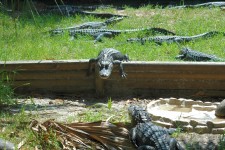 Alligators Resting