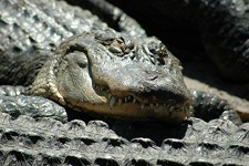 Alligators repos