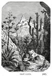 Antieke Illustratie: Cactus