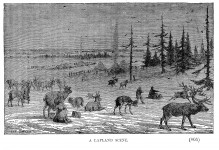 Lapland And Reindeer