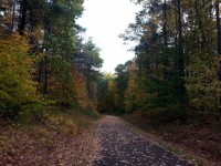 Jesienne liście ścieżki spacerowe