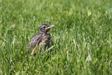 Dítě Bird v trávě