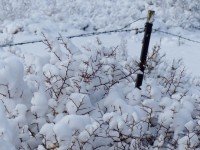 Drut kolczasty płot w śniegu