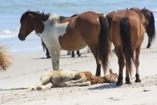Baby van het strand Paard