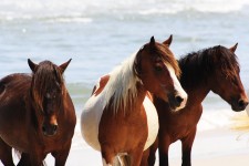 Beach Vogue Horses