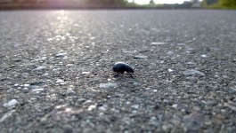 Escarabajo de cruzar la carretera