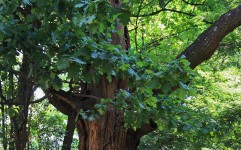 Big oak tree
