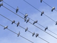 Bird Choir