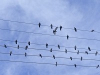 Vogels op Wires