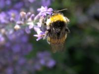 Bumblebee sul lavoro