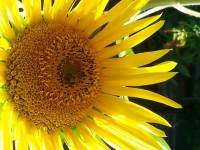 Floarea-soarelui galben strălucitor