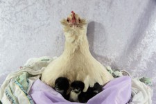 Broody hen and chicks