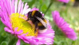 Bumble bee sur fleur