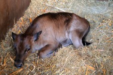 Calf In Stable, Irene Dairy Farm