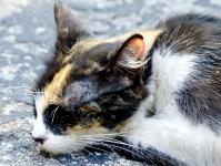 Calico Cat Dormir