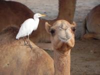 Camel och fågel