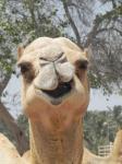 Camel Head 4