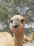 Camel Head 5