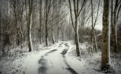 El camino por el bosque